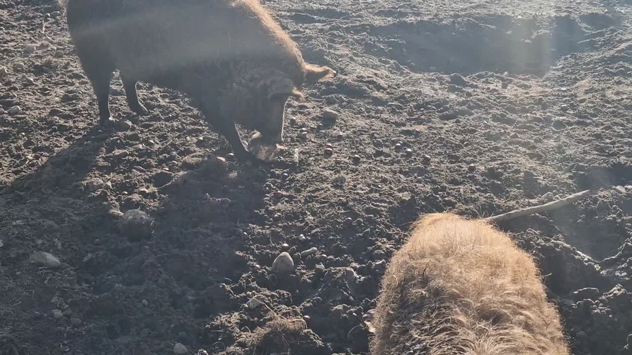 Rotes Mangalitza Wollschwein