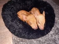 IMG-20210202-WA0022